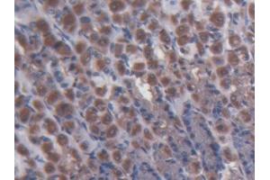 DAB staining on IHC-P; Samples: Rat Stomach Tissue