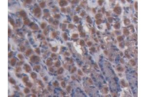 DAB staining on IHC-P; Samples: Rat Stomach Tissue (MPP3 抗体  (AA 385-570))