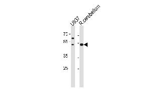 SLC25A25 Antibody (N-term) (ABIN1881810 and ABIN2843612) western blot analysis in U-937 cell line and rat cerebellum tissue lysates (35 μg/lane). (SLC25A25 抗体  (N-Term))