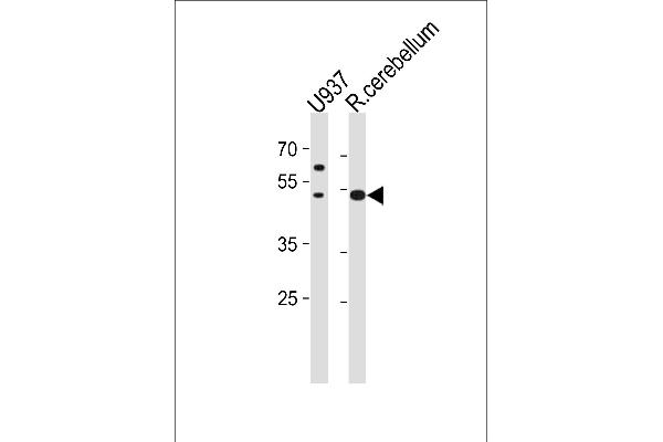 SLC25A25 抗体  (N-Term)