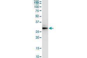 VAPA monoclonal antibody (M01), clone 4C12. (VAPA 抗体  (AA 1-242))