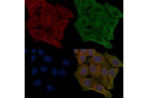 ABIN6259411 and ABIN6276183 staining Hela cells by IF/ICC.