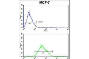 Flow cytometric analysis of MCF-7cells (bottom histogram) compared to a negative control cell (top histogram). (COX5A 抗体  (AA 46-73))