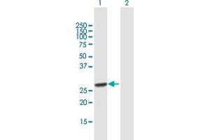 Western Blot analysis of RFXANK expression in transfected 293T cell line by RFXANK MaxPab polyclonal antibody. (RFXANK 抗体  (AA 1-237))