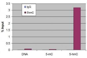 5-Hydroxymethylcytosine (5-hmC, 5-hydroxymethylcytidine) antibody tested by Methyl DNA immunoprecipitation. (5-Hydroxymethylcytosine 抗体)