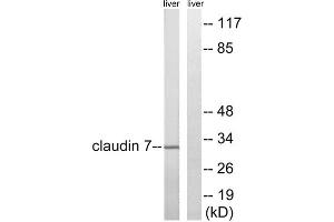 Western blot analysis of extracts from rat liver cells, using Claudin 7 (epitope around residue 210) antibody. (Claudin 7 抗体  (Tyr210))