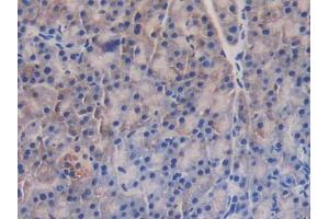 IHC-P analysis of Mouse Pancreas Tissue, with DAB staining. (GAB3 抗体  (AA 142-375))