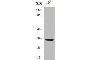 Western Blot analysis of HuvEc cells using CNOT7 Polyclonal Antibody (CNOT7 抗体  (N-Term))