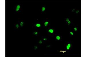 Image no. 1 for anti-Growth Factor Independent 1 (GFI1) (AA 1-92) antibody (ABIN466022) (GFI1 抗体  (AA 1-92))