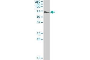 SSH3 MaxPab rabbit polyclonal antibody. (SSH3 抗体  (AA 1-659))