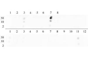 Histone H3 dimethyl Lys9 antibody tested by dot blot analysis. (Histone 3 抗体  (H3K9me2))