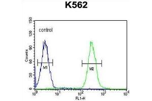 TNFAIP8 Antibody (N-term) flow cytometric analysis of K562 cells (right histogram) compared to a negative control cell (left histogram). (TNFAIP8 抗体  (N-Term))