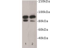 Western Blotting (WB) image for anti-CD19 Molecule (CD19) antibody (ABIN1854855) (CD19 抗体)