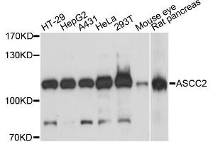 Western blot analysis of extracts of various cell lines, using ASCC2 antibody. (ASCC2 抗体)