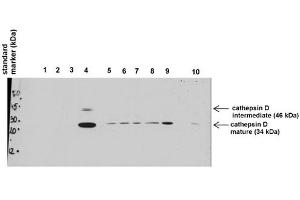Primary dilution:  1ug/mL    Secondary dilution:  2mg/mL