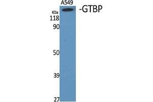 Western Blot (WB) analysis of specific cells using GTBP Polyclonal Antibody. (MSH6 抗体  (Internal Region))