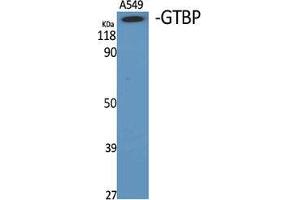 Western Blot (WB) analysis of specific cells using GTBP Polyclonal Antibody.