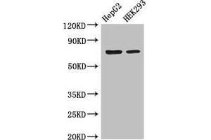 Western Blot Positive WB detected in: HepG2 whole cell lysate, HEK293 whole cell lysate All lanes: OS9 antibody at 3. (OS9 抗体  (AA 232-413))