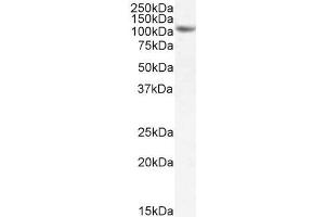 ABIN185702 (1µg/ml) staining of NIH3T3 cell lysate (35µg protein in RIPA buffer). (SIRT1 抗体  (Internal Region))