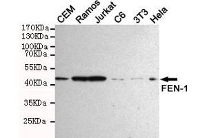 Western blot detection of FEN-1 in Hela,Jurkat,3T3,C6,CEM and Ramos cell lysates using FEN-1 mouse mAb (1:1000 diluted). (FEN1 抗体)