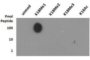 Dot Blot (DB) image for anti-Histone 3 (H3) (H3K18me) antibody (ABIN5706754)