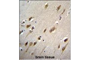 HARB1 Antibody (N-term) (ABIN655103 and ABIN2844735) immunohistochemistry analysis in formalin fixed and paraffin embedded human brain tissue followed by peroxidase conjugation of the secondary antibody and DAB staining. (HARBI1 抗体  (N-Term))