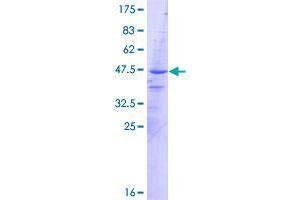 AVPI1 Protein (AA 1-147) (GST tag)