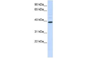 Western Blotting (WB) image for anti-Chitinase, Acidic (CHIA) antibody (ABIN2458671) (CHIA 抗体)