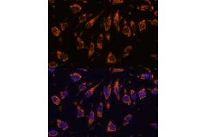 Immunofluorescence (IF) image for anti-Cysteine-Rich with EGF-Like Domains 1 (CRELD1) (AA 50-150) antibody (ABIN7266621)