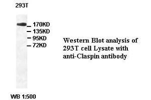 Image no. 1 for anti-Claspin (CLSPN) antibody (ABIN791213) (Claspin 抗体)