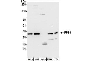 Western Blotting (WB) image for anti-Ribosomal Protein S6 (RPS6) (AA 100-150) antibody (ABIN7452018)