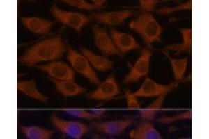 Immunofluorescence analysis of L929 cells using CREB3 Polyclonal Antibody at dilution of 1:100. (CREB3 抗体)