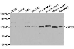 Western blot analysis of extracts of various cell lines, using USP16 antibody. (USP16 抗体  (AA 1-280))