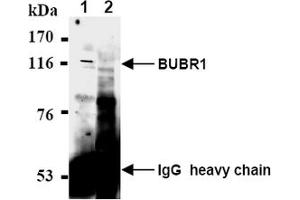 Western Blotting (WB) image for anti-Budding Uninhibited By Benzimidazoles 1 Homolog beta (Yeast) (BUB1B) antibody (ABIN567606) (BUB1B 抗体)