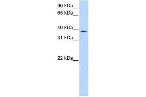 WB Suggested Anti-NCF4 Antibody Titration:  0. (NCF4 抗体  (Middle Region))