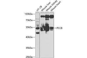 Western blot analysis of extracts of various cell lines, using PCCB antibody (ABIN6133145, ABIN6145281, ABIN6145282 and ABIN6221066) at 1:1000 dilution. (PCCB 抗体  (AA 260-539))