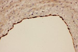 Immunohistochemistry (IHC) image for anti-Prostaglandin-Endoperoxide Synthase 1 (Prostaglandin G/H Synthase and Cyclooxygenase) (PTGS1) (AA 318-599) antibody (ABIN3042528)