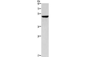 Western Blotting (WB) image for anti-Keratin 16 (KRT16) antibody (ABIN2425683) (KRT16 抗体)