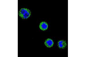 Confocal immunofluorescent analysis of CD1E Antibody (Center) (ABIN653900 and ABIN2843142) with MDA-M cell followed by Alexa Fluor 488-conjugated goat anti-rabbit lgG (green). (CD1e 抗体  (AA 184-212))