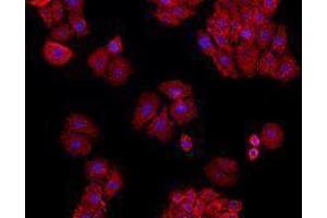 Immunofluorescence (IF) image for anti-Basigin (Ok Blood Group) (BSG) antibody (Alexa Fluor 647) (ABIN2657637) (CD147 抗体  (Alexa Fluor 647))