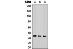 Western blot analysis of COX15 expression in HEK293T (A), Raw264. (COX15 抗体  (Center))