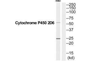 Western blot analysis of extracts from K562 cells, using CYP2D6 antibody. (CYP2D6 抗体  (C-Term))