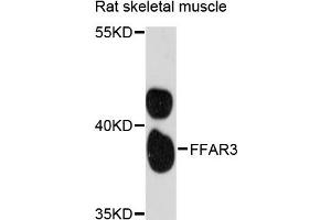 Western blot analysis of extracts of rat skeletal muscle, using FFAR3 antibody (ABIN6291649) at 1:3000 dilution. (FFAR3 抗体)