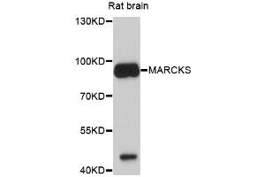 Western blot analysis of extracts of rat brain, using MARCKS antibody (ABIN4904308) at 1:1000 dilution. (MARCKS 抗体)