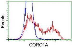 Image no. 5 for anti-Coronin, Actin Binding Protein, 1A (CORO1A) antibody (ABIN1497574) (Coronin 1a 抗体)