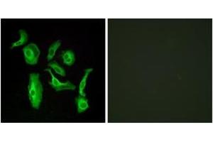 Immunofluorescence (IF) image for anti-G Protein-Coupled Receptor 133 (GPR133) (AA 461-510) antibody (ABIN2890844) (G Protein-Coupled Receptor 133 抗体  (AA 461-510))