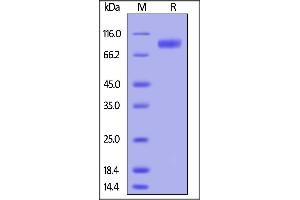 Biotinylated Human G-CSF R / CD114, His Tag on SDS-PAGE under reducing (R) condition.