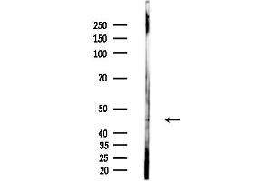 anti-G Protein-Coupled Receptor 172B (GPR172B) (Internal Region) antibody