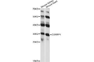 Western blot analysis of extracts of various cell lines, using CGREF1 antibody (ABIN6292871) at 1:1000 dilution. (CGREF1 抗体)