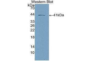 Western Blotting (WB) image for anti-Tachykinin 3 (TAC3) (AA 29-101) antibody (ABIN2118537) (Tachykinin 3 抗体  (AA 29-101))